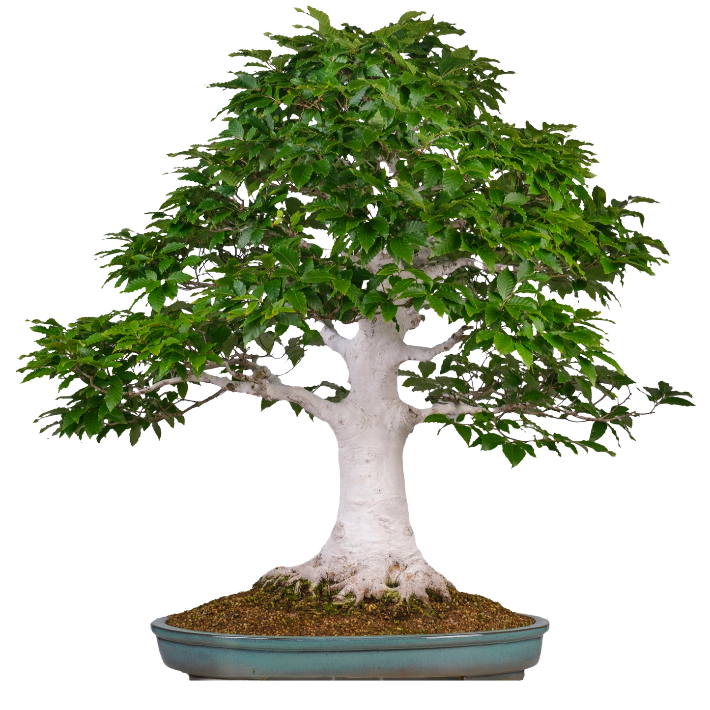 Fagus crenata (Japanse beuk) No. 120, hoogte ~105cm