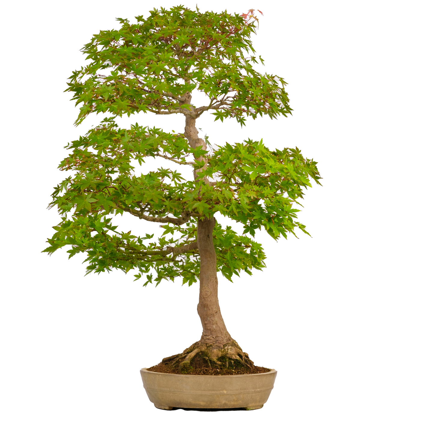 Acer palmatum (Érable japonais) N° 39, hauteur ~90cm