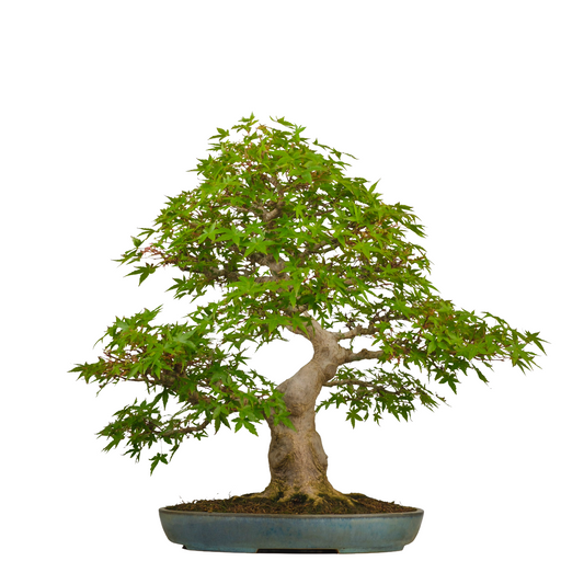 Acer palmatum (Érable japonais) N° 54, hauteur ~65cm