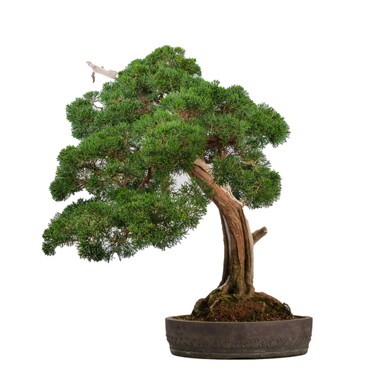 Juniperus chinensis (Genévrier de Chine) N° 60, hauteur ~75cm