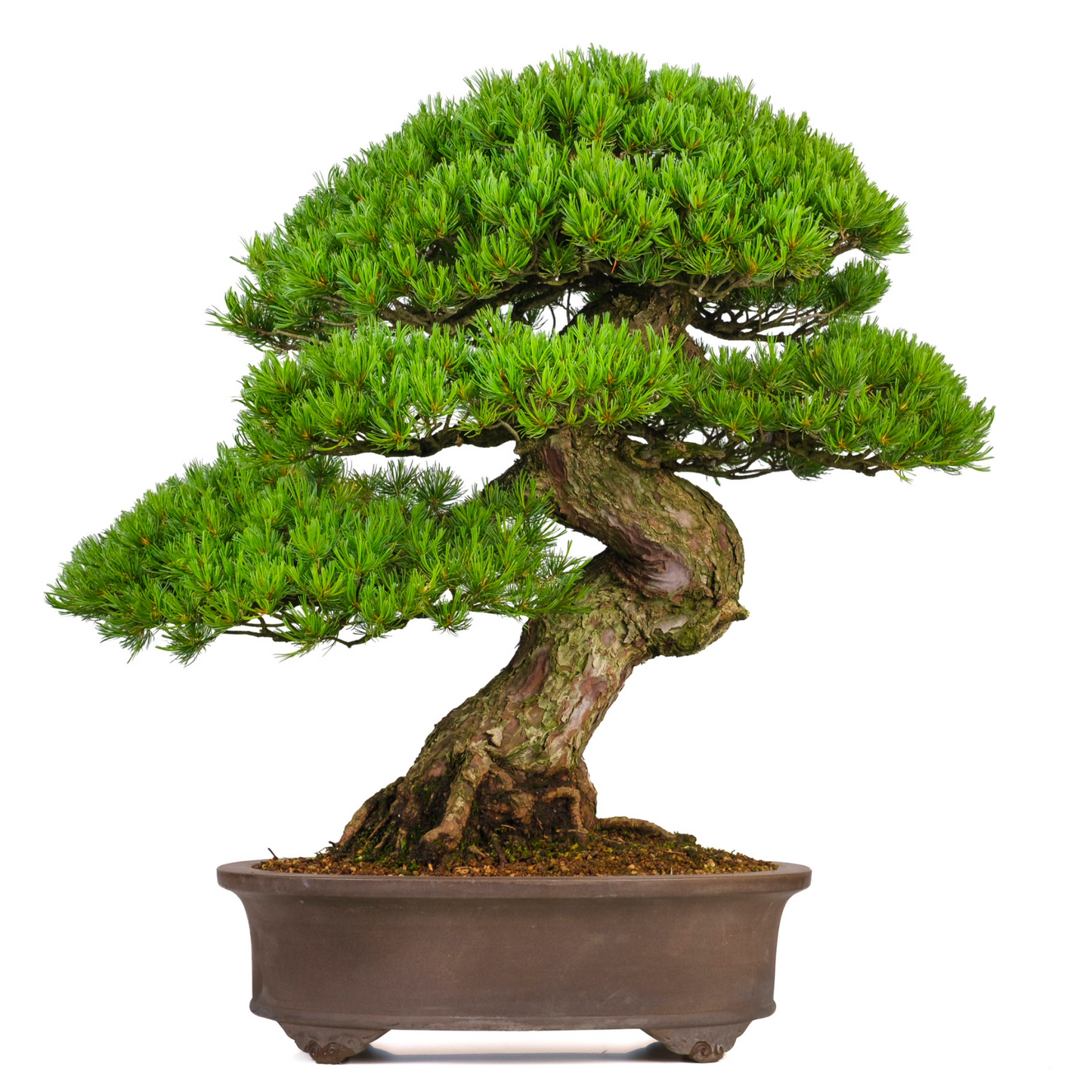 Pinus parviflora (witte den) No. 3, hoogte ~80cm