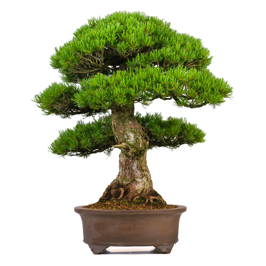 Pinus parviflora (pin blanc du Japon) n° 3, hauteur ~80 cm