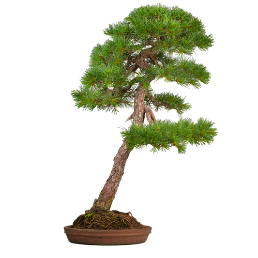 Pinus thunbergii (pin noir du Japon) N° 51, hauteur ~112cm