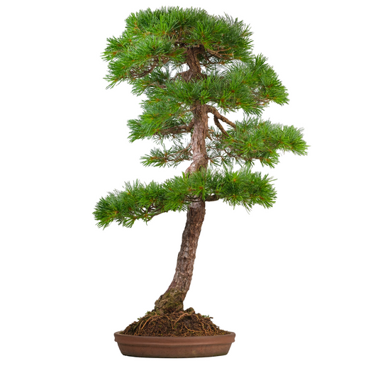 Pinus thunbergii (pin noir du Japon) N° 51, hauteur ~112cm