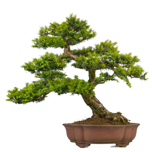 Taxus cuspidata (if japonais) n° 102, hauteur ~75cm