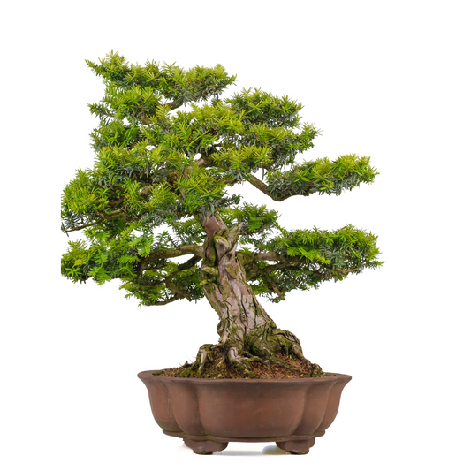 Taxus cuspidata (if japonais) n° 102, hauteur ~75cm