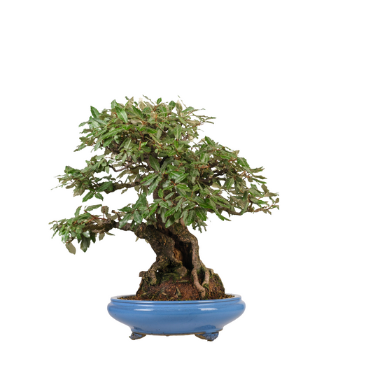 Elaeagnus pungens (chalef épineux) N° 118, hauteur ~60cm