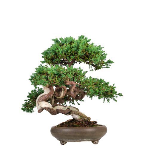 Juniperus procumbens (genévrier) No. 6, hauteur ~50cm