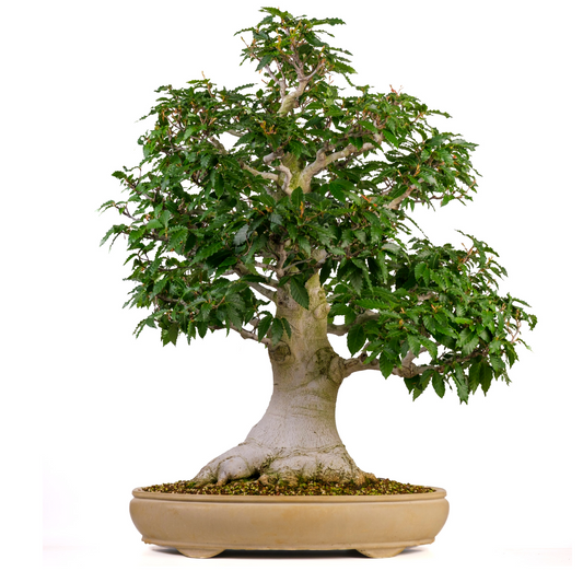 Fagus crenata (Hêtre du Japon) n° 117, hauteur ~95cm