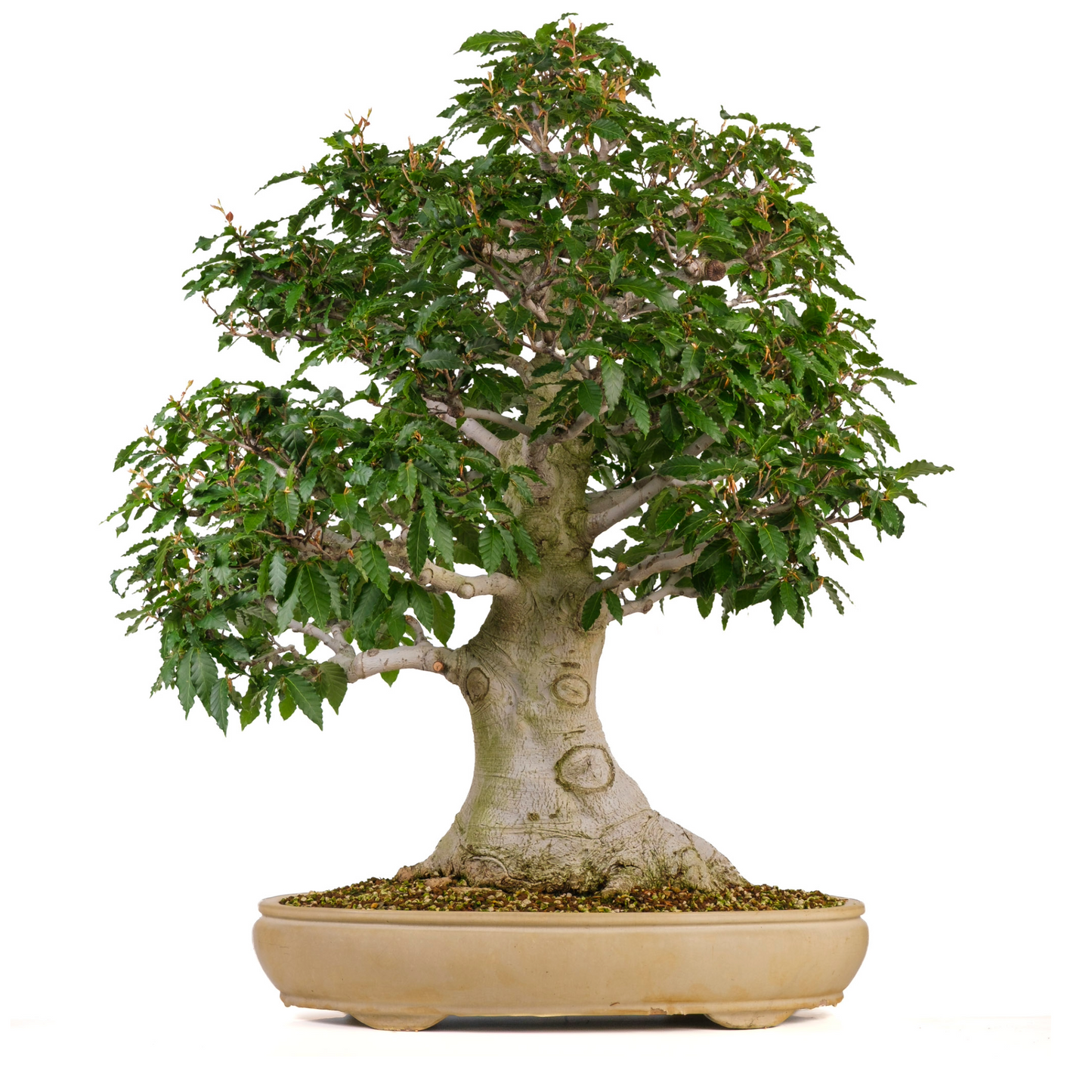 Fagus crenata (Japanse beuk) No. 117, hoogte ~95cm