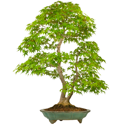Acer palmatum (Érable japonais) n° 43, hauteur ~82cm