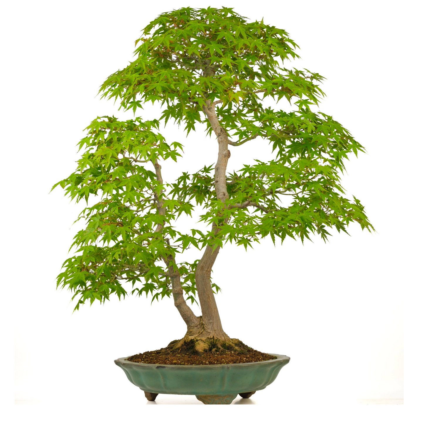 Acer palmatum (Japanse esdoorn) No. 43, hoogte ~82cm