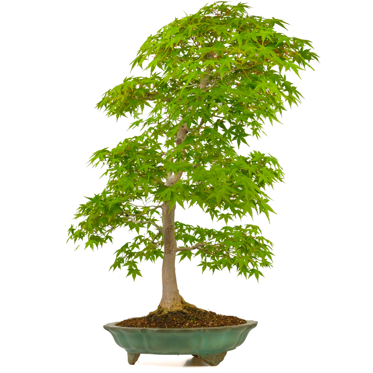 Acer palmatum (Japanse esdoorn) No. 43, hoogte ~82cm