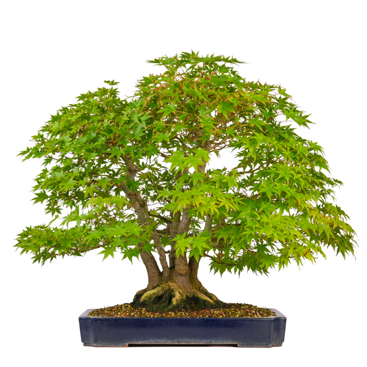 Acer palmatum (Érable du Japon) n° 17, hauteur ~66cm