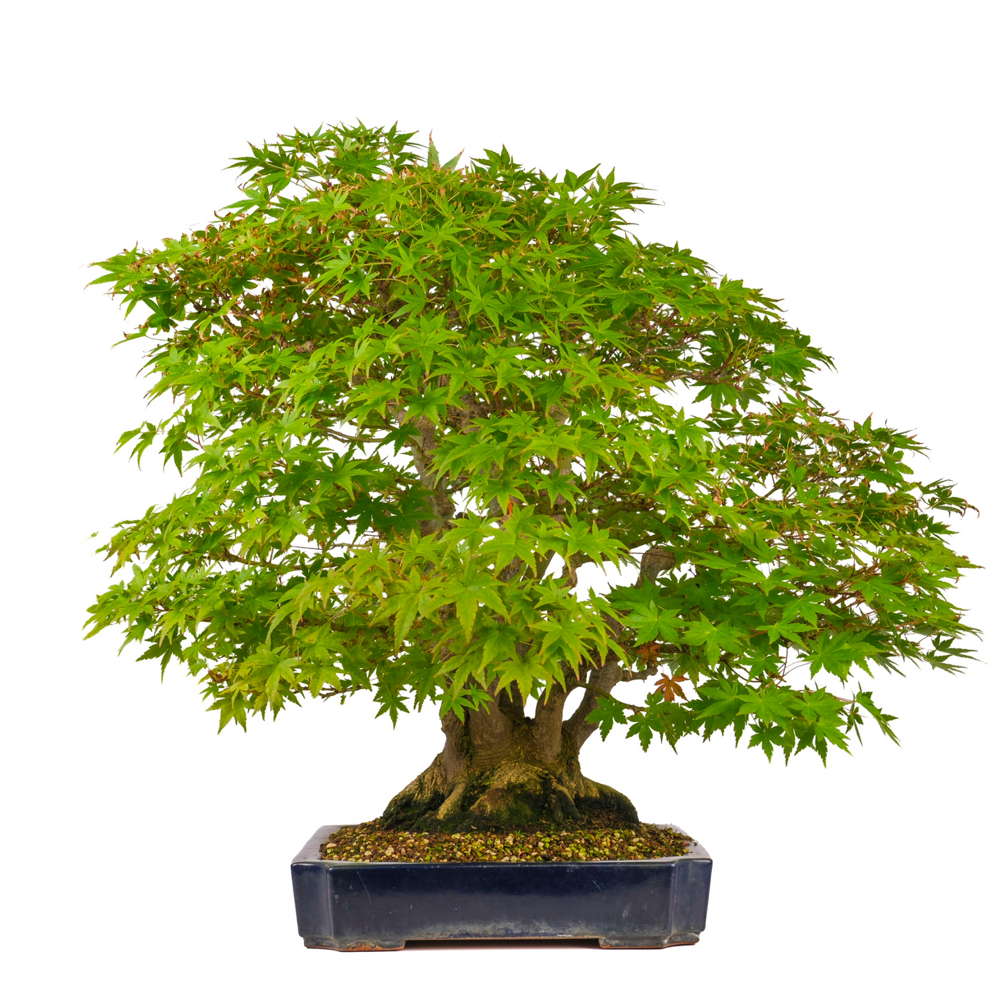 Acer palmatum (Japanse esdoorn) No. 17, hoogte ~66cm