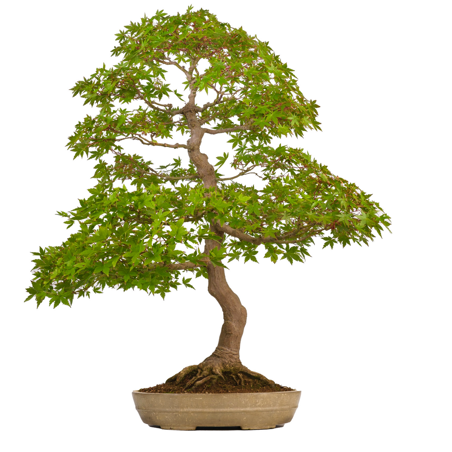 Acer palmatum (Érable japonais) N° 39, hauteur ~90cm