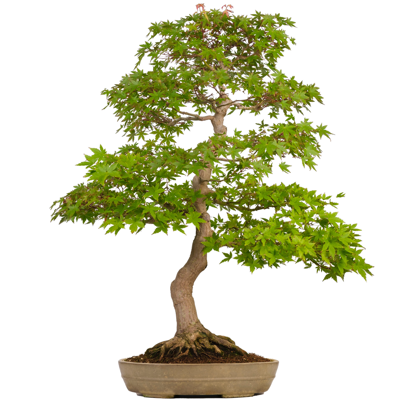Acer palmatum (Érable japonais) N° 39, hauteur ~90cm