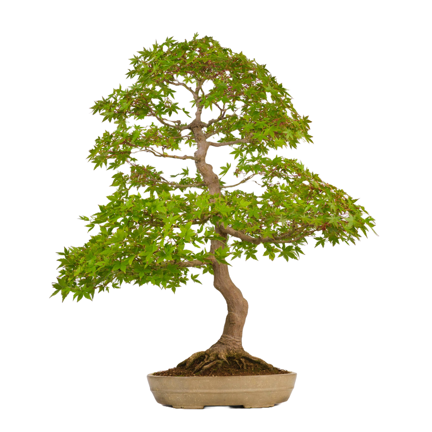 Acer palmatum (Japanse esdoorn) No. 39, hoogte ~90cm