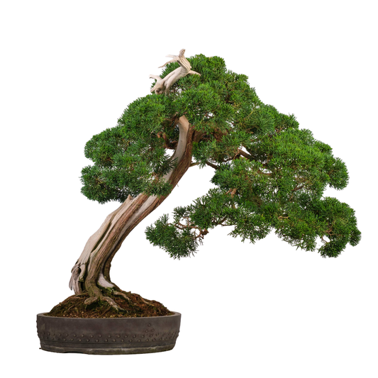 Juniperus chinensis (Genévrier de Chine) N° 60, hauteur ~75cm