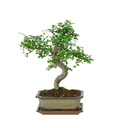 Bonsaï Zelkova dans un pot vert 20 cm, hauteur ~35 cm