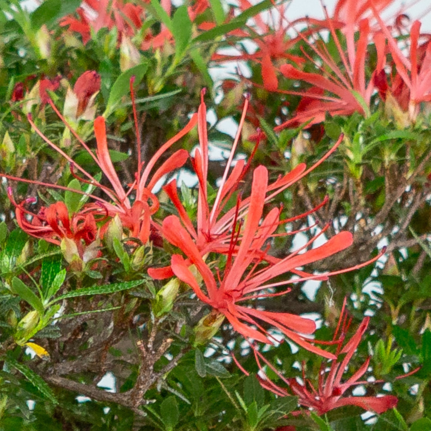 Rhododendron indicum 'Kinsai' (azalée satsuki), hauteur ~52cm