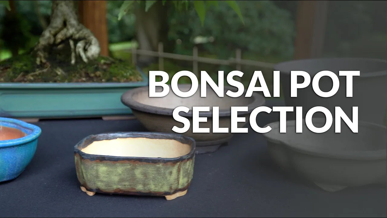 Charger la vidéo : Video over het kiezen van een Bonsai pot