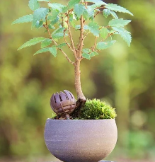 Paniers à engrais pour bonsaï Kikuwa petite dome petit (10 pièces)