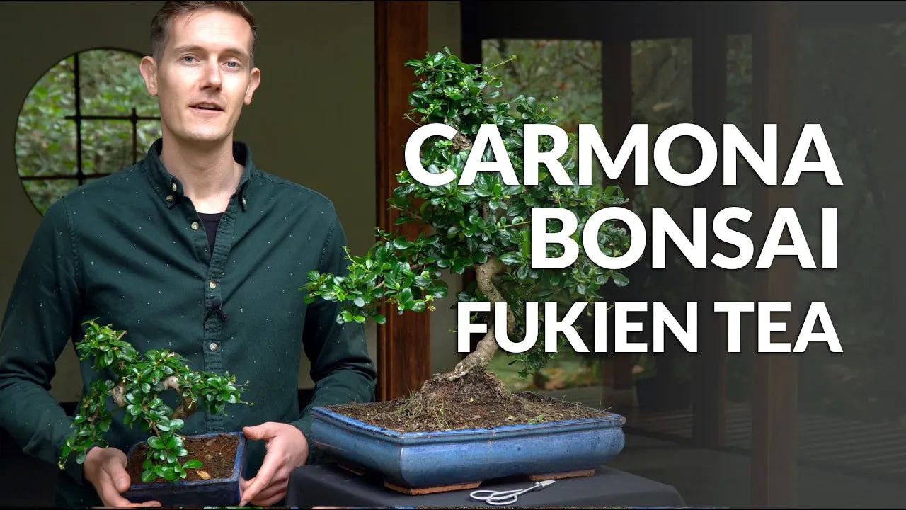 Charger la vidéo : Video over de verzorging van Carmona Bonsai