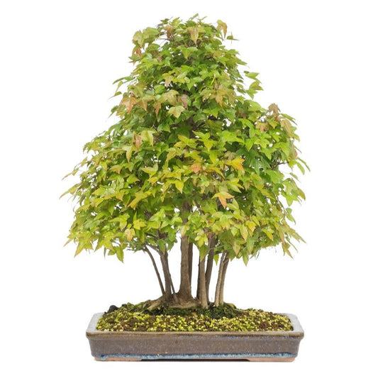 Bonsaï d'extérieur Acer buergerianum, pot rectangulaire non émaillé de 32 cm, hauteur ~50 cm