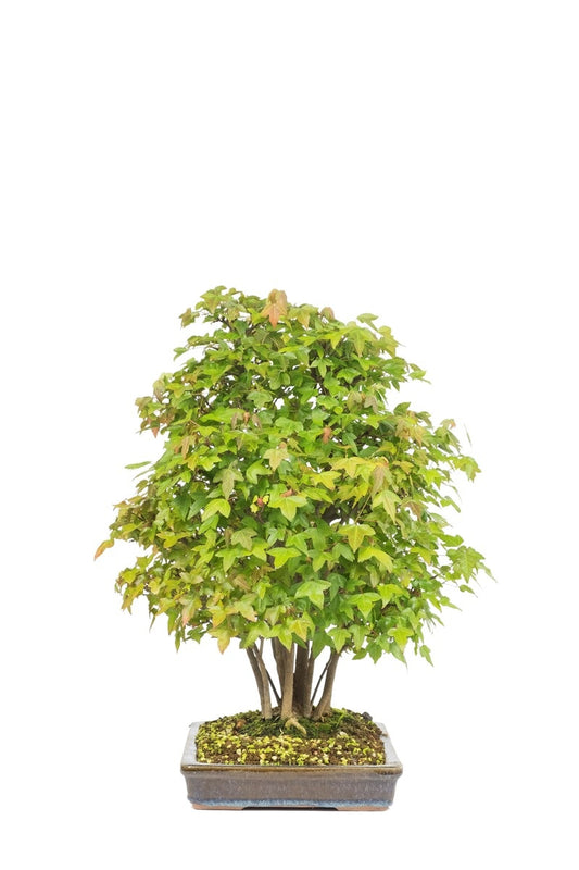 Bonsaï d'extérieur Acer buergerianum, pot rectangulaire non émaillé de 32 cm, hauteur ~50 cm