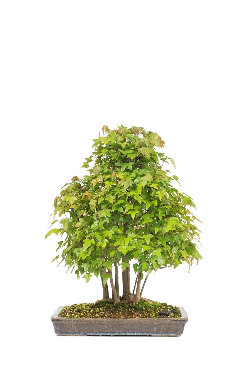 Bonsaï d'extérieur Acer buergerianum pot rectangulaire non émaillé 32 cm, hauteur ~50 cm
