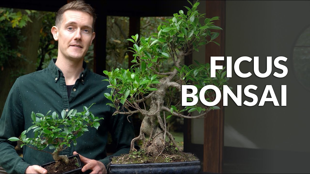 Charger la vidéo : Video over de verzorging van Ficus Bonsai