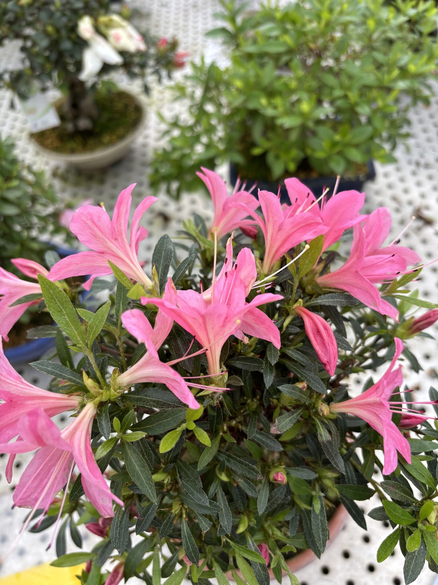 Rhododendron indicum ''Shorin'', bonsaï d'extérieur en pot de terre cuite de 19 cm, hauteur ~35 cm