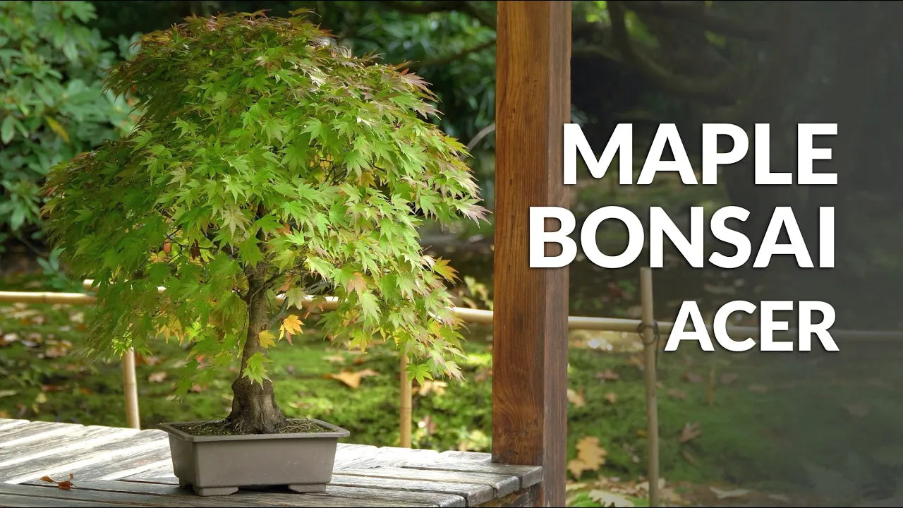 Charger la vidéo : Video over de verzorging van Esdoorn Bonsai