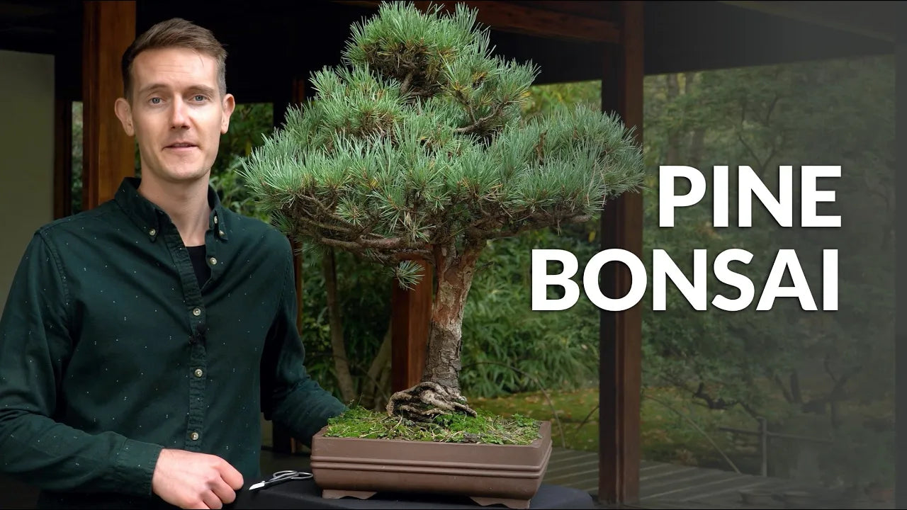 Charger la vidéo : Video over de verzorging van Pinus Bonsai