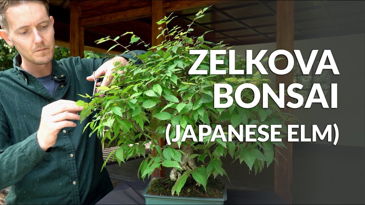 Charger la vidéo : Video over de verzorging van Zelkova Bonsai